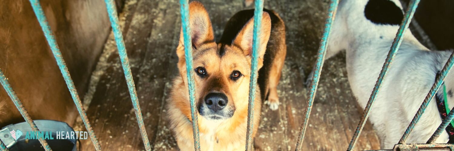A tan and black dog with upright ears looks up through metal bars in a shelter pen
