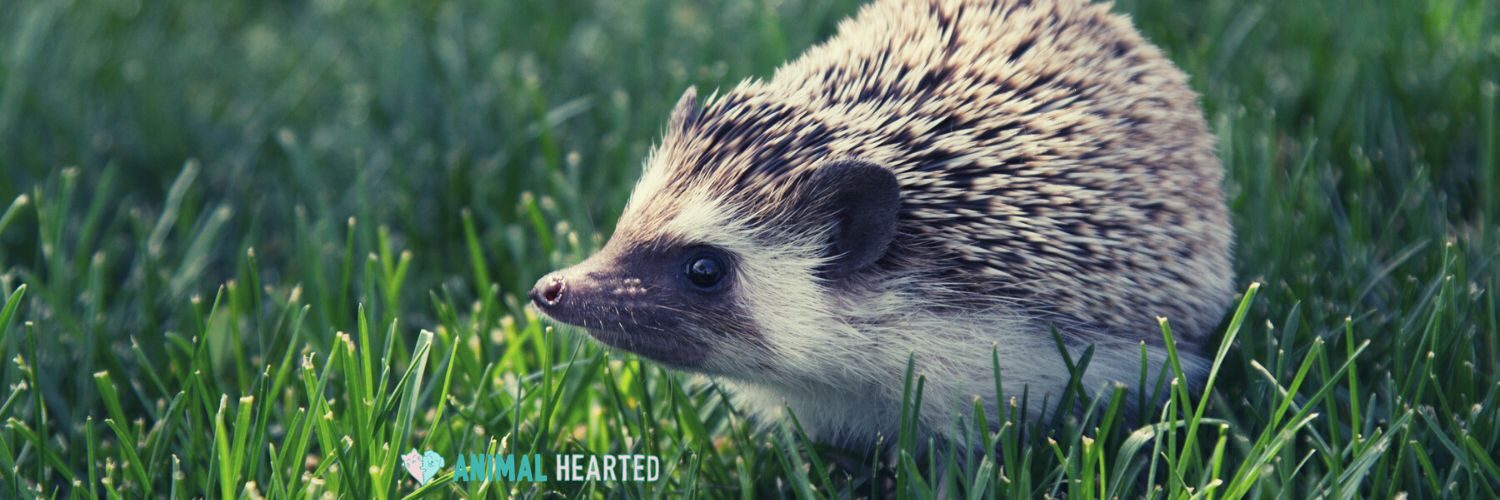 A hedgehog with brown and cream spines, a dark face, and a pale underside walking through short green grass