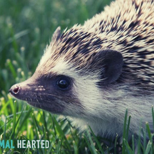 A hedgehog with brown and cream spines, a dark face, and a pale underside walking through short green grass