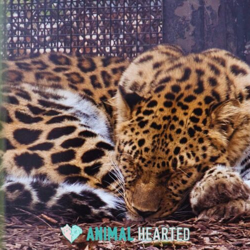 A spotted leopard curled up asleep on dry leaves in a zoo enclosure, with its head resting on one front paw