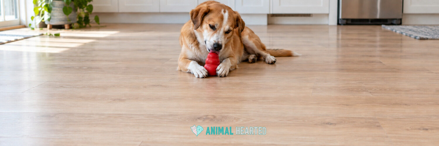 A tan and white dog lying on a pale wood kitchen floor licking a red stuffed KONG toy held between its front paws