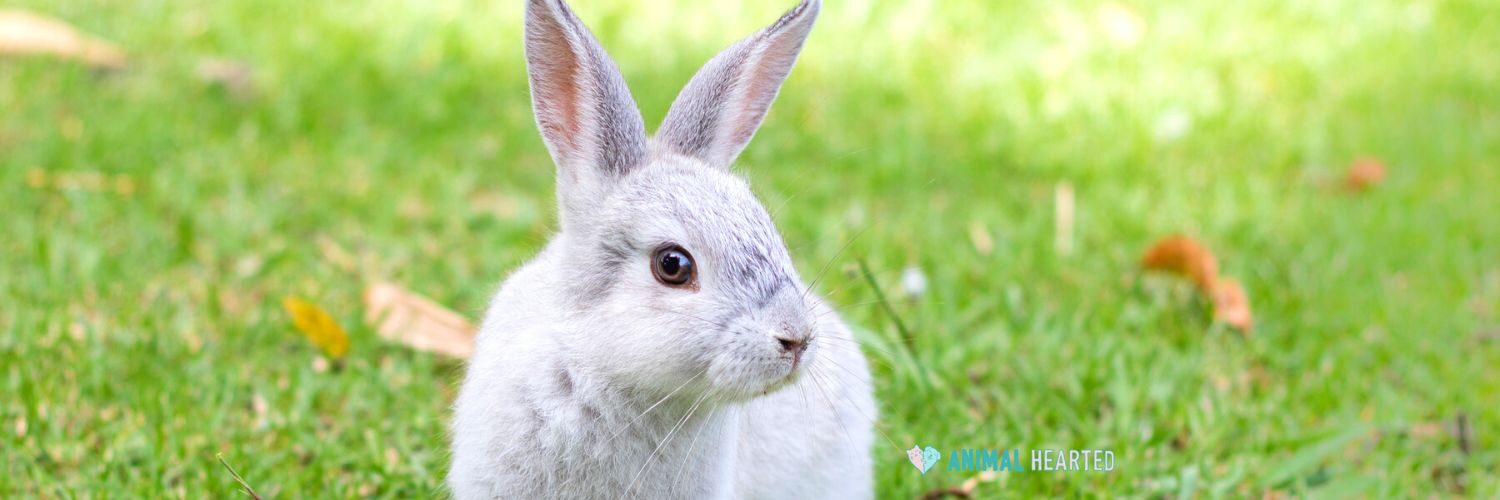 A gray and white rabbit sitting on green grass