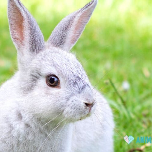 A gray and white rabbit sitting on green grass