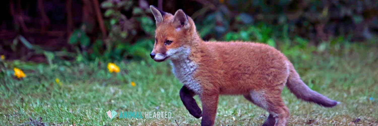 A fox kit with a reddish coat, white throat and chest, and black lower legs walking across short grass, with yellow flowers in the background