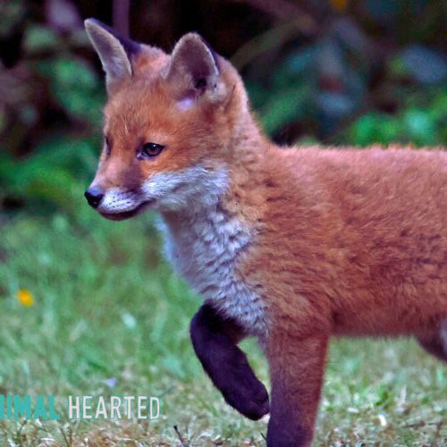 A fox kit with a reddish coat, white throat and chest, and black lower legs walking across short grass, with yellow flowers in the background