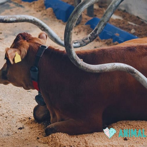 A brown cow with a yellow ear tag lies on sawdust bedding behind curved metal stall bars