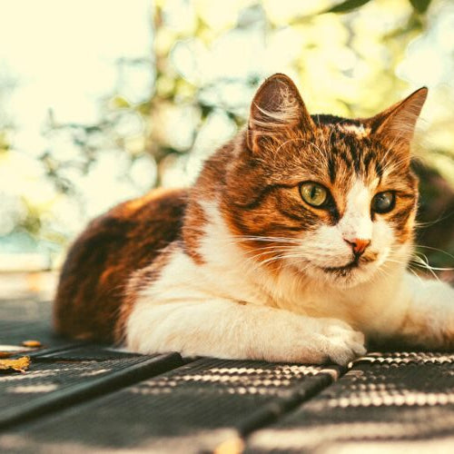 A cat with orange and brown patches and a white chest lying on a dark wooden deck in dappled sunlight
