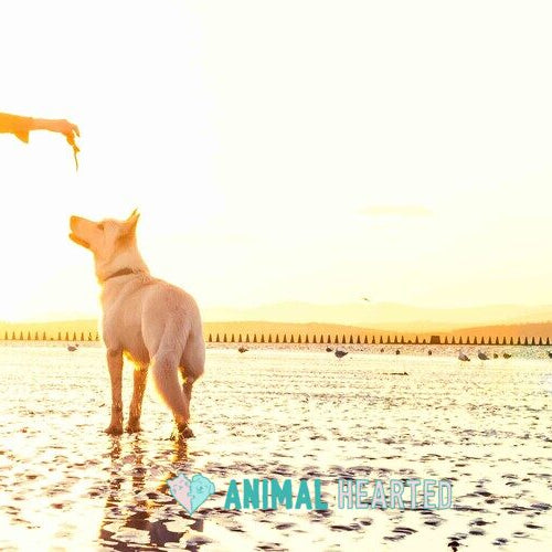 A person in silhouette holding a treat out to a white dog on a wet beach at sunset