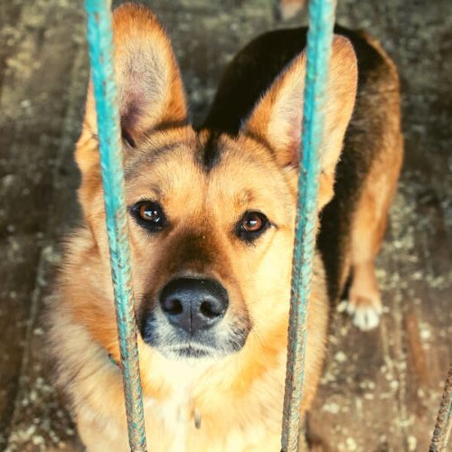 A tan and black dog with upright ears looks up through metal bars in a shelter pen