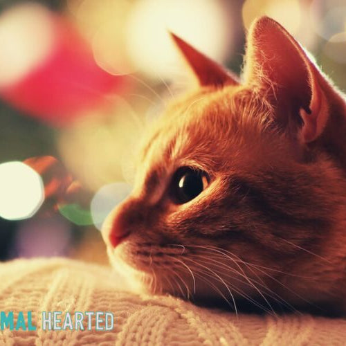 An orange cat in profile resting its chin on a cream knit cushion, with blurred Christmas lights behind it