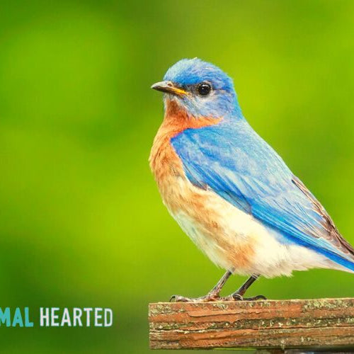 An eastern bluebird perched on a wooden plank against a green background