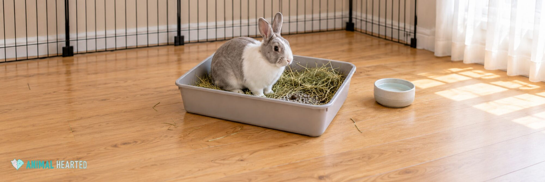 A grey and white rabbit sitting in a plastic litter box filled with hay, inside a low wire pen on a wooden floor, with a water bowl beside it