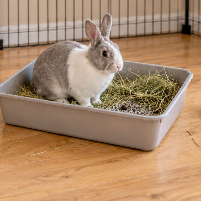 A grey and white rabbit sitting in a plastic litter box filled with hay, inside a low wire pen on a wooden floor, with a water bowl beside it