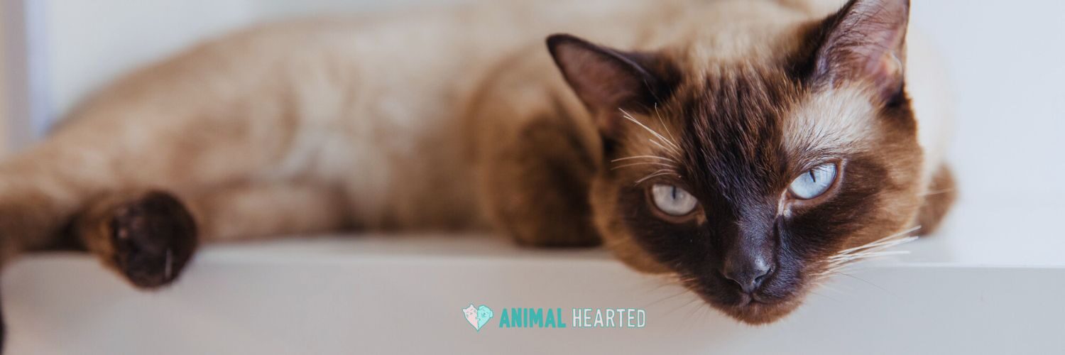 A Siamese cat with a dark brown face and blue eyes lies on a white shelf, looking toward the camera