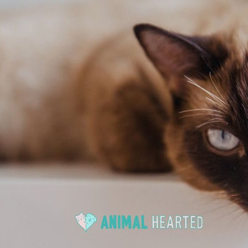 A Siamese cat with a dark brown face and blue eyes lies on a white shelf, looking toward the camera