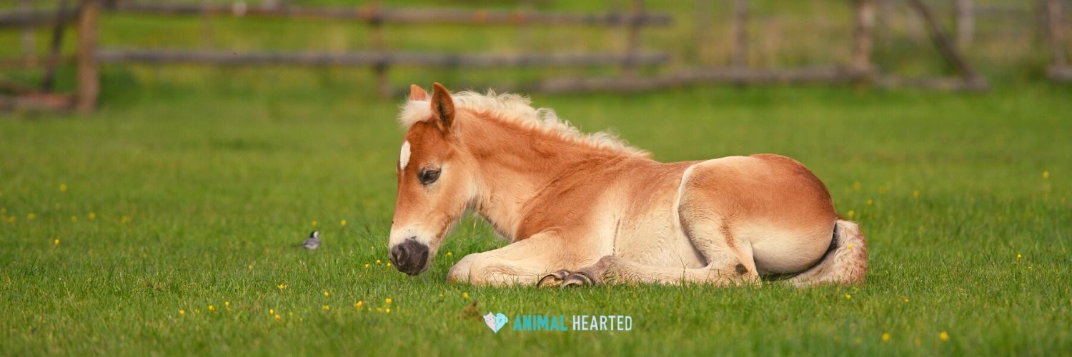 A chestnut foal with a cream mane and a small white mark on its forehead lying on short green grass
