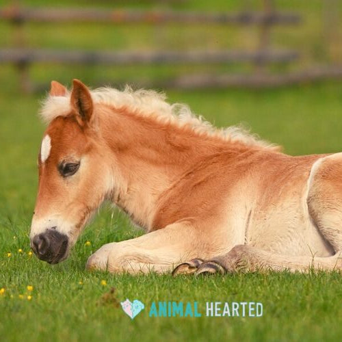 A chestnut foal with a cream mane and a small white mark on its forehead lying on short green grass
