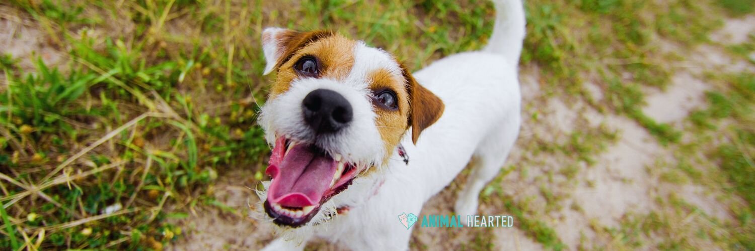 A white and tan terrier looking up at the camera with its mouth open, standing on grass