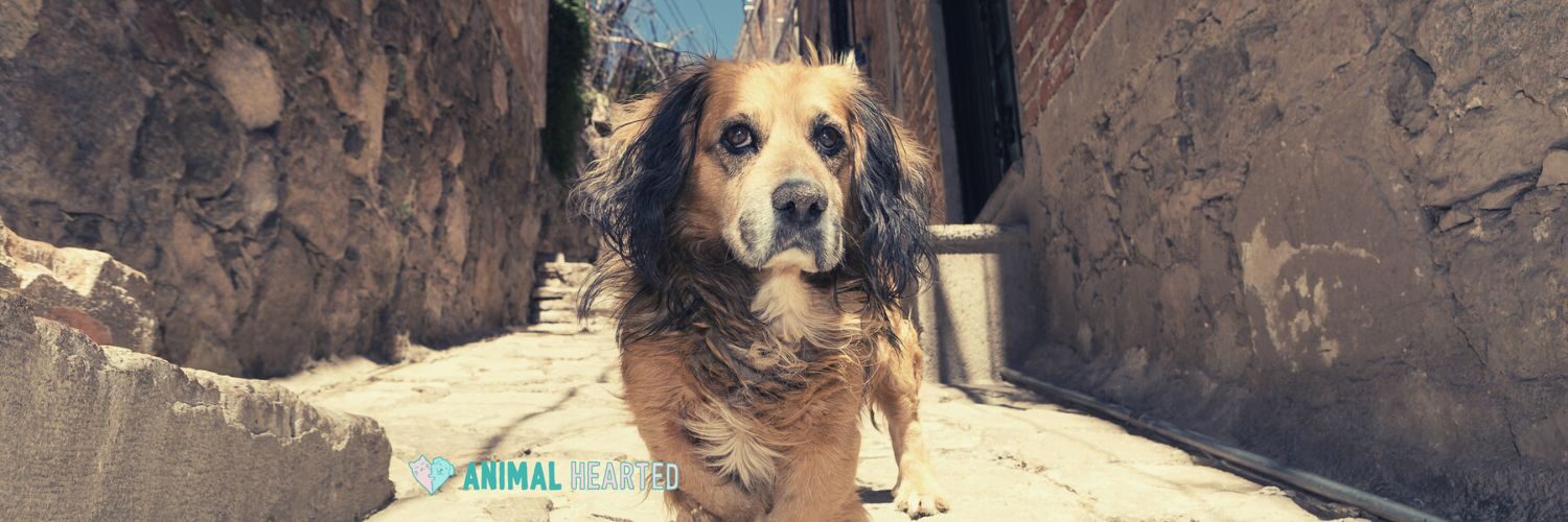 A medium dog with long dark ears and a tan coat walks toward the camera along a sunlit stone alley