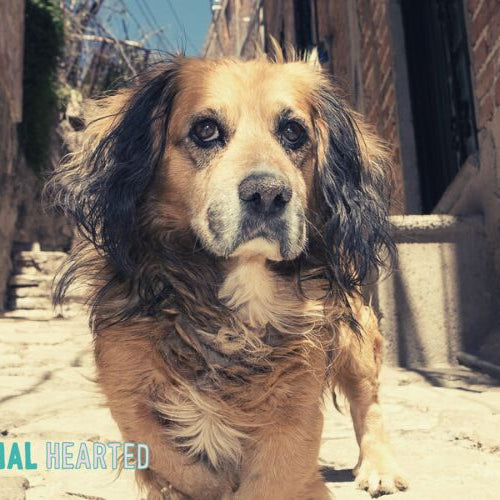 A medium dog with long dark ears and a tan coat walks toward the camera along a sunlit stone alley