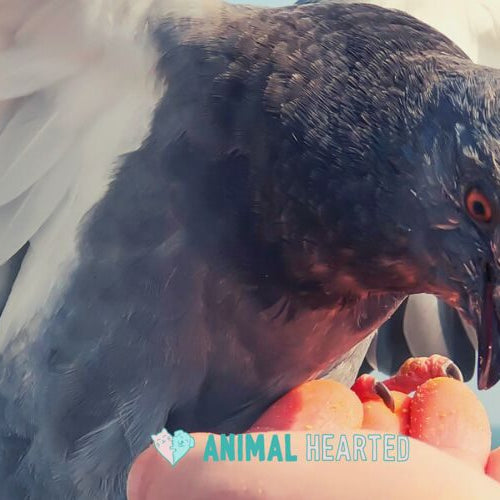 A gray bird with spread wings pecking orange crumbs from a person's open hand, with the sea behind