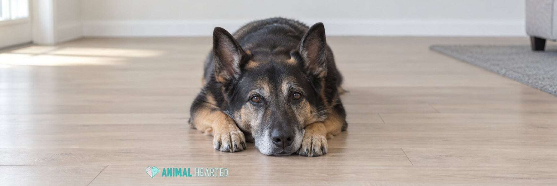 A black and tan German Shepherd mix with a gray muzzle lying on a light wood floor with its chin resting on its front paws