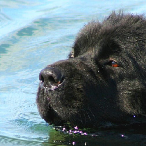 A black Newfoundland swimming with its head above blue water
