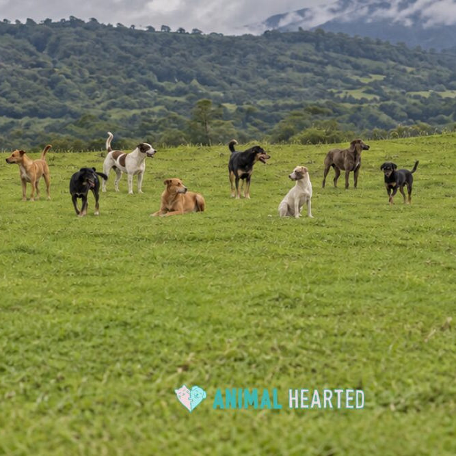 Eight mixed-breed dogs of different sizes and coats stand, sit, and lie on a green pasture with a wooded hillside and cloud behind them