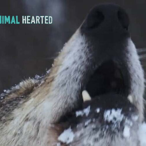A wolf with its head raised and its mouth open, snow on its chin, in front of a blurred snowy forest