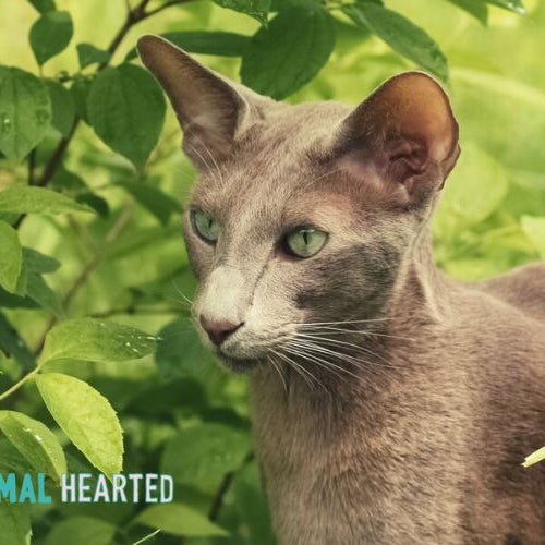 A gray short-haired cat with large ears and green eyes standing among green leaves and tall grass