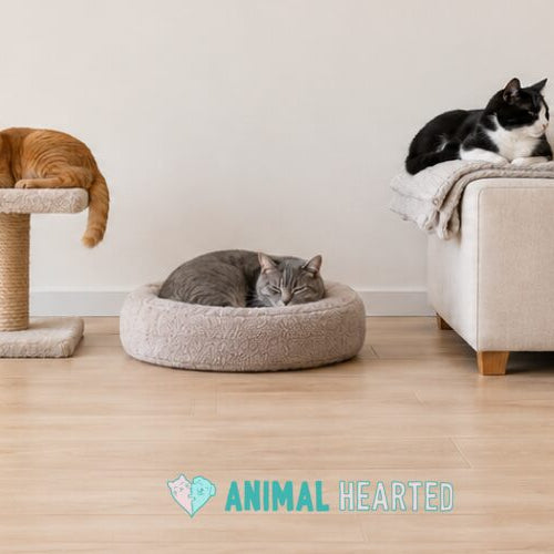 A ginger cat on a carpeted cat tree platform, a gray cat curled in a round bed, and a black and white cat on a blanket on a sofa arm, each resting in its own spot in a bare living room