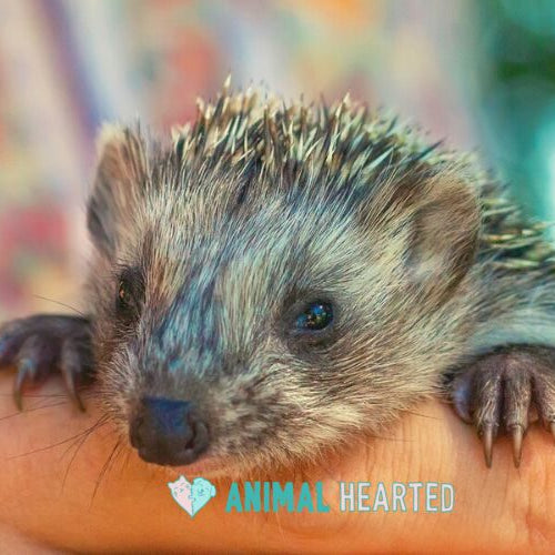 A young hedgehog with open eyes resting its front paws on a person's hand, with green blurred leaves behind