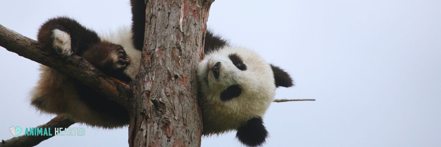 A giant panda hanging upside down from a tree branch against a pale sky