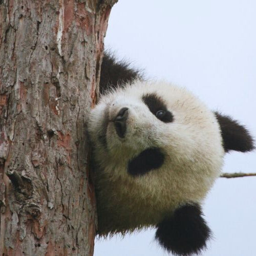 A giant panda hanging upside down from a tree branch against a pale sky