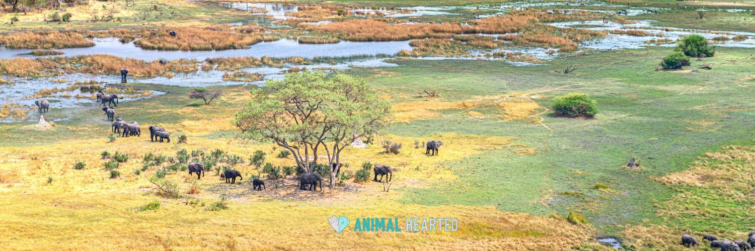 An aerial view of elephants walking across grassland and wetland