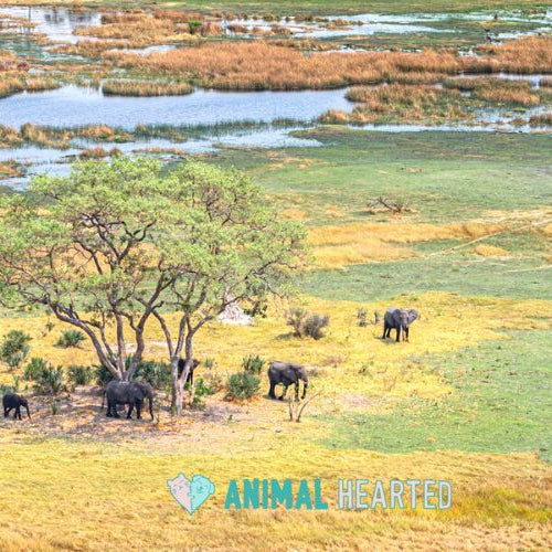 An aerial view of elephants walking across grassland and wetland