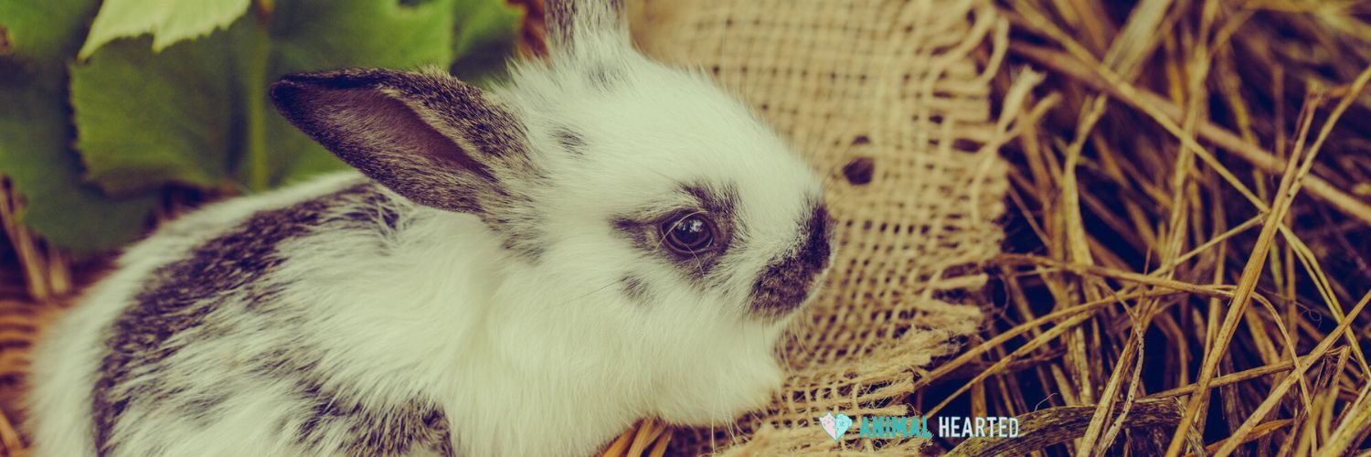 A white rabbit with gray patches sitting on straw beside a piece of burlap