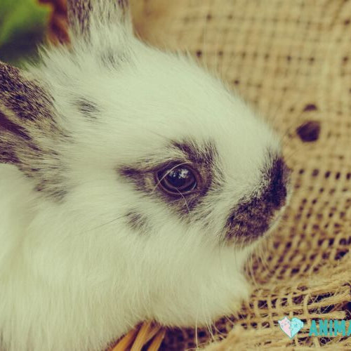 A white rabbit with gray patches sitting on straw beside a piece of burlap
