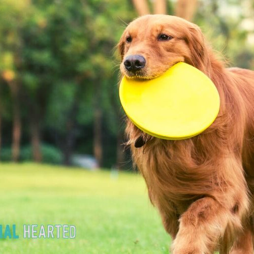A red-gold dog with a long feathered coat carrying a yellow flying disc across a green lawn with trees behind