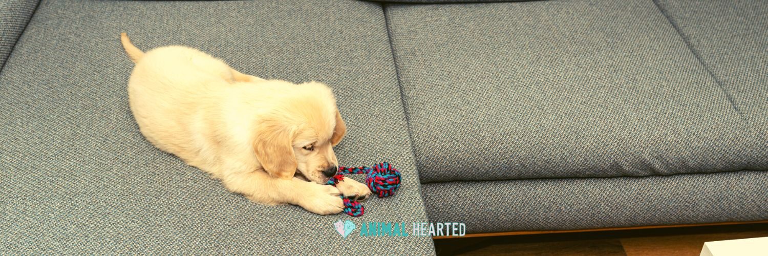 A cream golden retriever puppy chewing a blue and red rope toy on a gray couch
