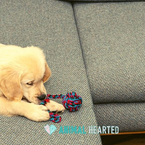 A cream golden retriever puppy chewing a blue and red rope toy on a gray couch