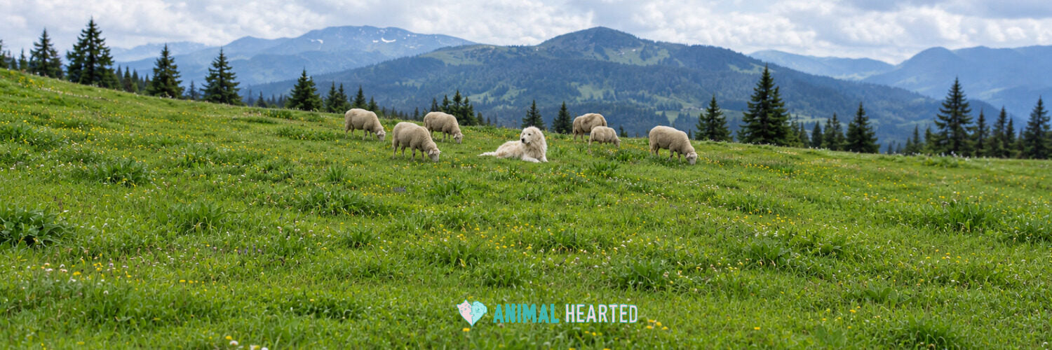 A white guardian dog lying on a green mountain meadow among grazing sheep, with forested mountains behind