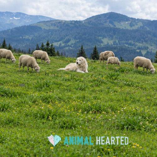 A white guardian dog lying on a green mountain meadow among grazing sheep, with forested mountains behind