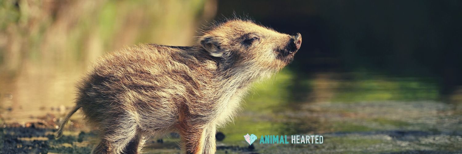 A wild boar piglet standing in profile at a stream with its snout raised, in warm light