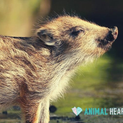 A wild boar piglet standing in profile at a stream with its snout raised, in warm light