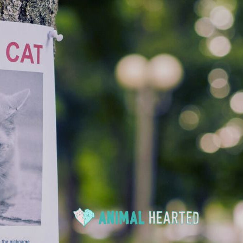 A paper poster headed MISSING CAT pinned to a tree, with a black and white photo of a gray cat and a blurred park behind it
