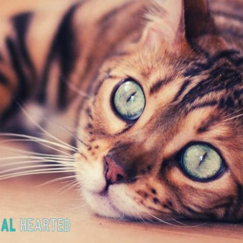 A cat with a brown coat of dark spots and stripes lying on its side on a floor, looking toward the camera with green eyes