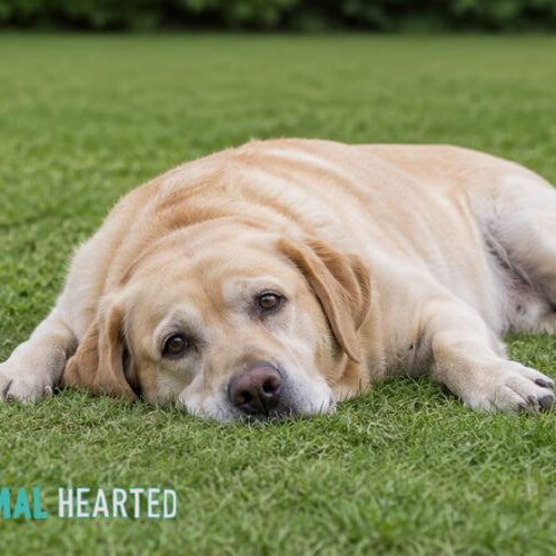 A yellow Labrador lying on its side on a lawn with its head resting on the grass