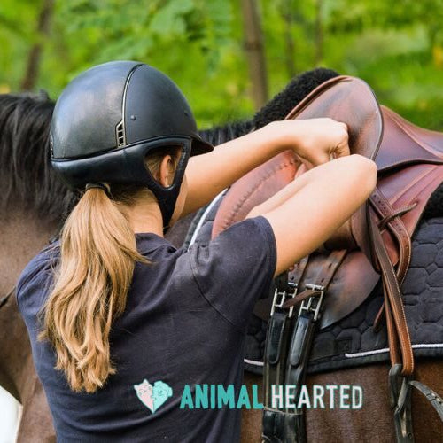 A rider in a black helmet and navy shirt setting a brown leather saddle onto a quilted saddle pad on a brown horse that wears a bridle, with green trees behind
