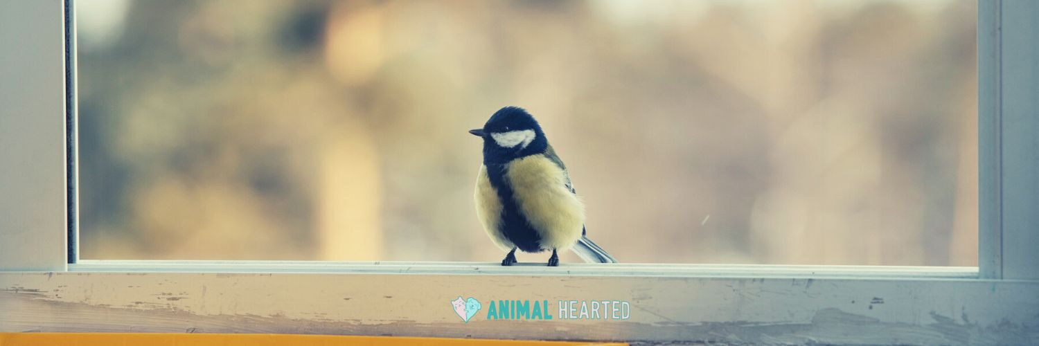 A small bird with a black head, white cheek patch, and pale yellow chest standing on a window ledge with the window frame behind it